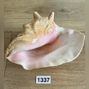Large 7" x 6" Conch Shell Pink Ocean Vintage Seashell